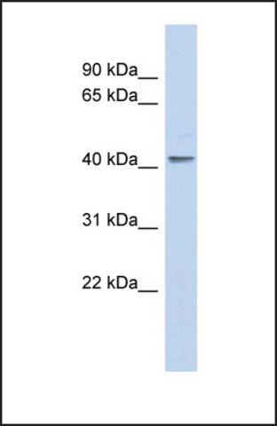 Anti-KLF1, (N-terminal) antibody produced in rabbit
