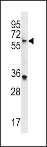 ANTI-KLH22 (C-TERM) antibody produced in rabbit