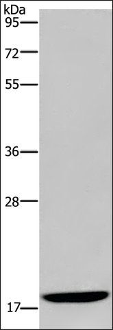 Anti-KLLN antibody produced in rabbit