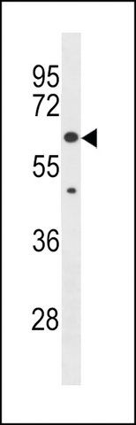 ANTI-KLHL30 (C-TERM) antibody produced in rabbit