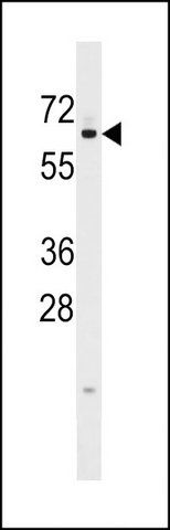 ANTI-KLHL12 (C-TERM) antibody produced in rabbit