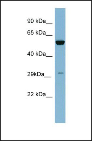 Anti-KLK10, (N-terminal) antibody produced in rabbit