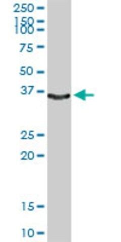 Anti-KLK1 antibody produced in rabbit