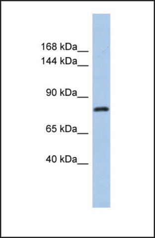 Anti-KLHL32 antibody produced in rabbit