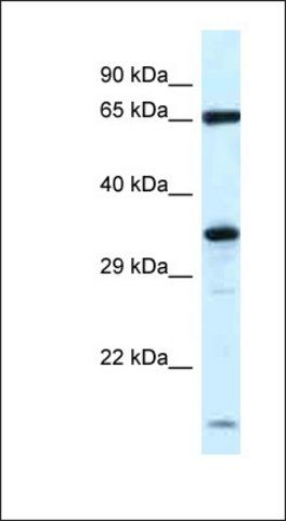 Anti-KLHL12 antibody produced in rabbit