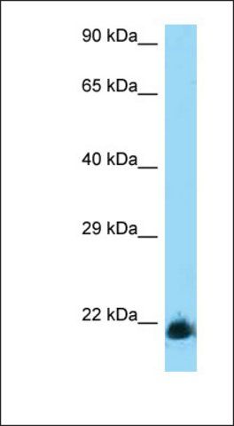 Anti-KLRD1 antibody produced in rabbit