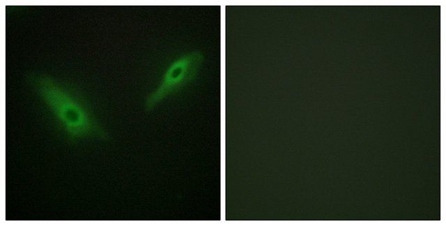 Anti-KPB1 antibody produced in rabbit