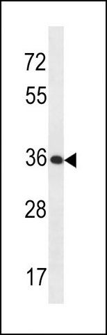ANTI-KLK9 (CENTER) antibody produced in rabbit