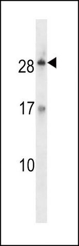 ANTI-KLK12 (CENTER) antibody produced in rabbit