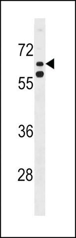 ANTI-KLHL38(N-TERMINAL) antibody produced in rabbit