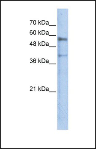 Anti-KREMEN1, (N-terminal) antibody produced in rabbit