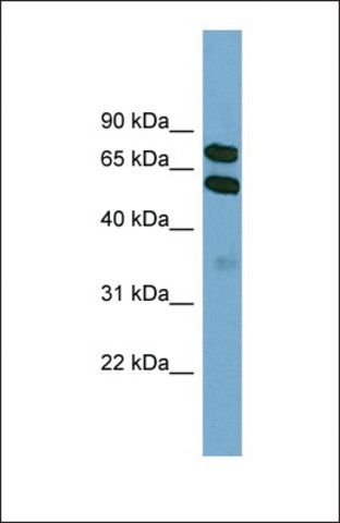 Anti-KLHL9 antibody produced in rabbit