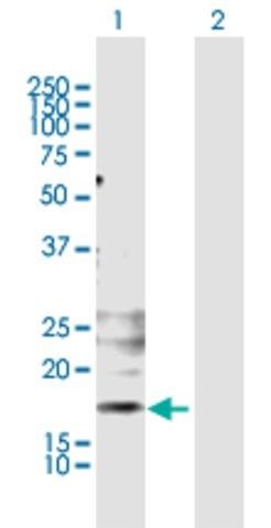 Anti-KLRG1 antibody produced in mouse