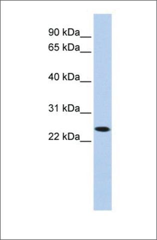 Anti-KLRA1 (ab1) antibody produced in rabbit
