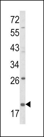 ANTI-KLRD1 (N-TERM) antibody produced in rabbit