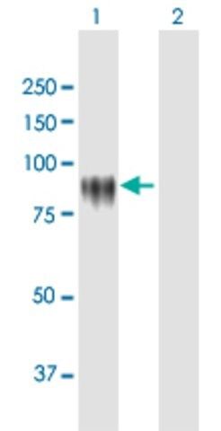 Anti-KPRP antibody produced in mouse