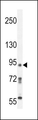 ANTI-KRI1 (N-TERM) antibody produced in rabbit