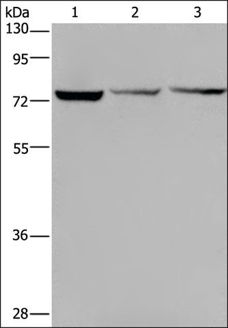 Anti-KLHL9 antibody produced in rabbit