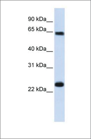 Anti-KPNA1 (ab2) antibody produced in rabbit