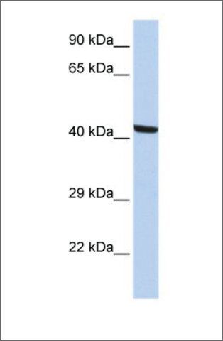 Anti-KPTN antibody produced in rabbit
