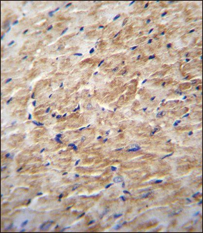 ANTI-KRBA2 (CENTER) antibody produced in rabbit