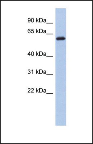 Anti-KLHL7 antibody produced in rabbit