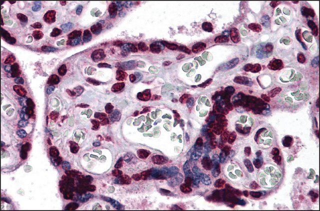 Anti-KPNA7 antibody produced in rabbit