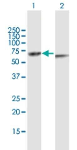 Anti-KRT82 antibody produced in mouse