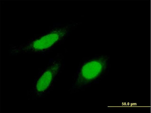 Anti-KPNA1 antibody produced in mouse