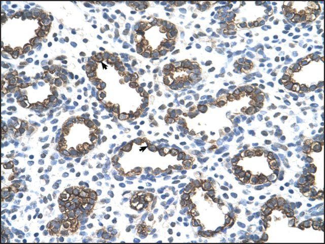 Anti-KRT8 (AB1) antibody produced in rabbit