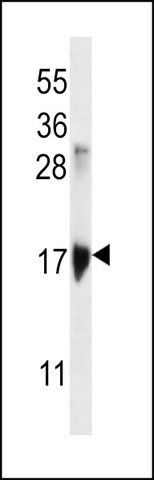 ANTI-KRTAP1-3 (CENTER) antibody produced in rabbit