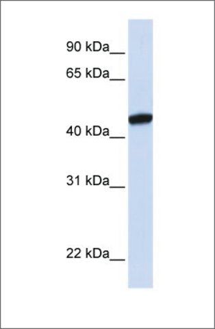 Anti-KRR1 antibody produced in rabbit