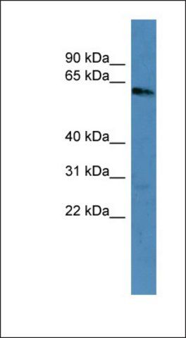 Anti-KRT3 antibody produced in rabbit