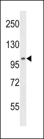 ANTI-LIG3 (C-TERM) antibody produced in rabbit