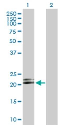 Anti-LILRB2 antibody produced in rabbit