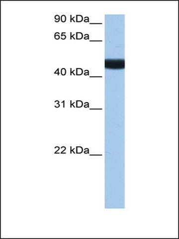 Anti-LIN9 (AB2) antibody produced in rabbit