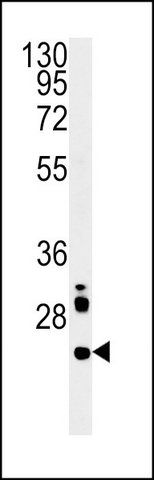 ANTI-LHPL3 (C-TERM) antibody produced in rabbit