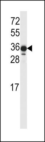 ANTI-LIMS2 (C-TERM) antibody produced in rabbit