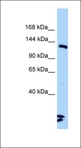 Anti-LIG3 antibody produced in rabbit