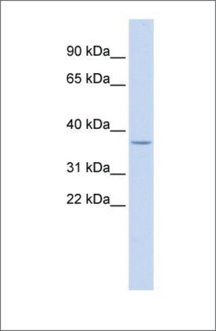 Anti-LOC729185 antibody produced in rabbit