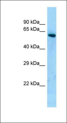 Anti-LOC679129 antibody produced in rabbit