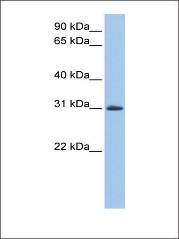 Anti-LOC729745 (AB1) antibody produced in rabbit
