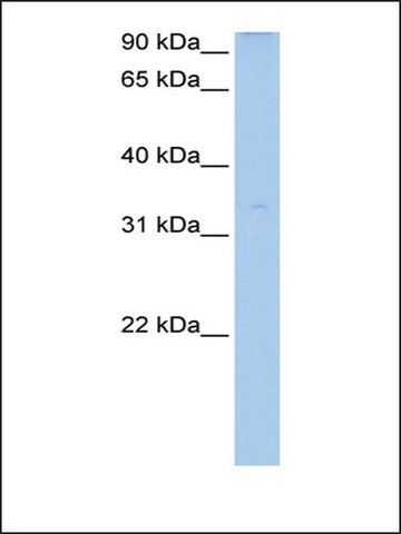 Anti-LOC729745 (AB2) antibody produced in rabbit