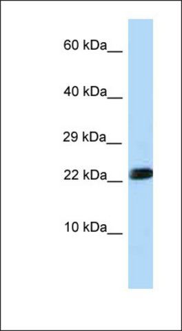 Anti-LOC683844 antibody produced in rabbit
