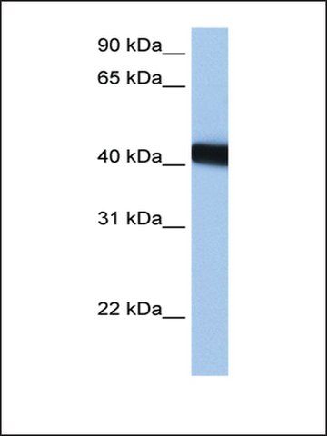 Anti-LOC653428 antibody produced in rabbit