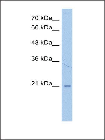 Anti-LOC728864 antibody produced in rabbit
