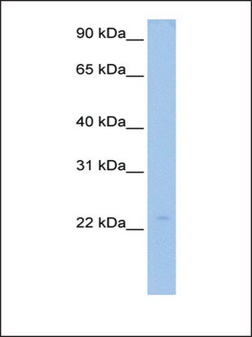 Anti-LOC728566 antibody produced in rabbit