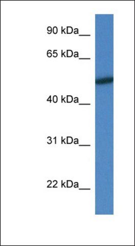 Anti-MAPK10 antibody produced in rabbit