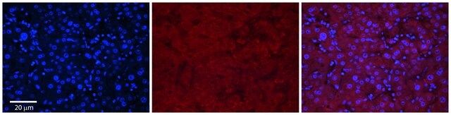 Anti-MASP2, (N-terminal) antibody produced in rabbit