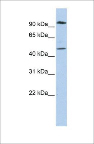 Anti-MARCH4 antibody produced in rabbit